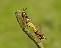 52.002 BF370 Hornet Moth Sesia apiformis