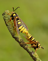 52.002 BF370 Hornet Moth Sesia apiformis