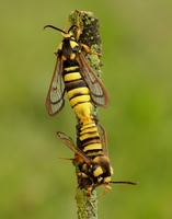 52.002 BF370 Hornet Moth Sesia apiformis