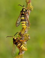 52.002 BF370 Hornet Moth Sesia apiformis