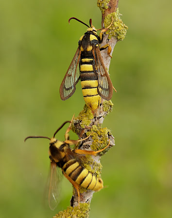 52.002 BF370 Hornet Moth Sesia apiformis