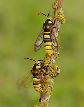 52.002 BF370 Hornet Moth Sesia apiformis
