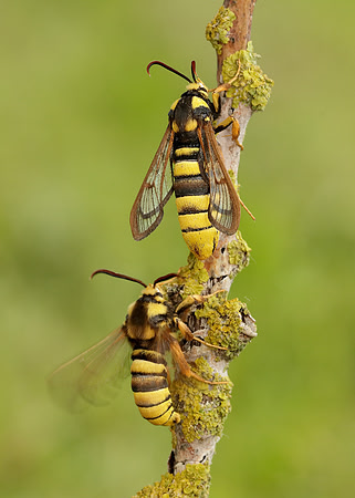 52.002 BF370 Hornet Moth Sesia apiformis