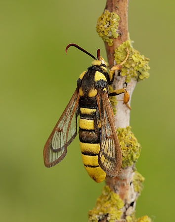 52.002 BF370 Hornet Moth Sesia apiformis