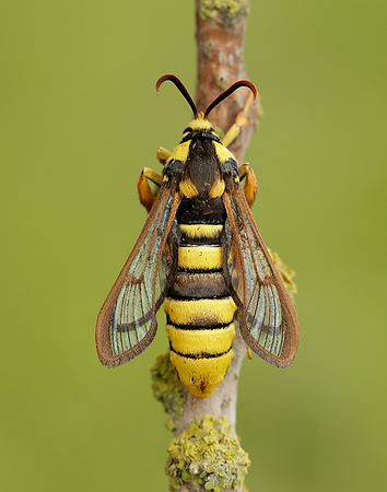 52.002 BF370 Hornet Moth Sesia apiformis