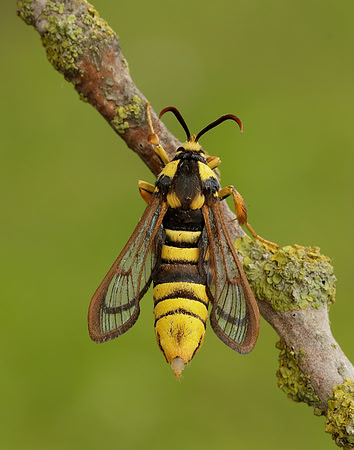 52.002 BF370 Hornet Moth Sesia apiformis