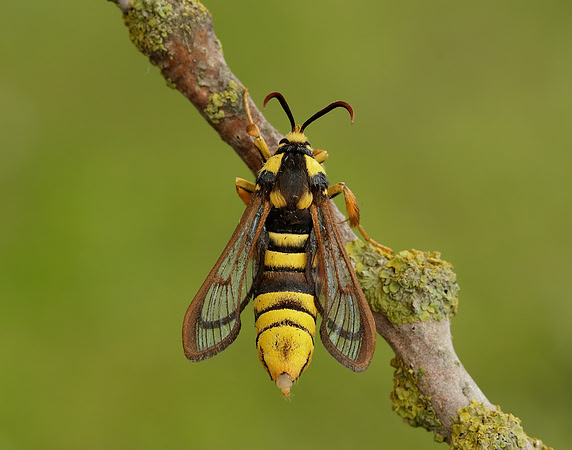 52.002 BF370 Hornet Moth Sesia apiformis