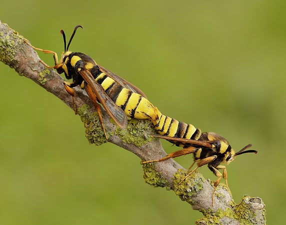 52.002 BF370 Hornet Moth Sesia apiformis