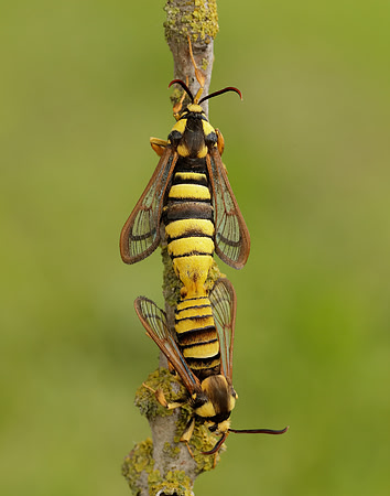 52.002 BF370 Hornet Moth Sesia apiformis