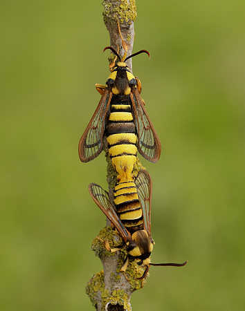 52.002 BF370 Hornet Moth Sesia apiformis