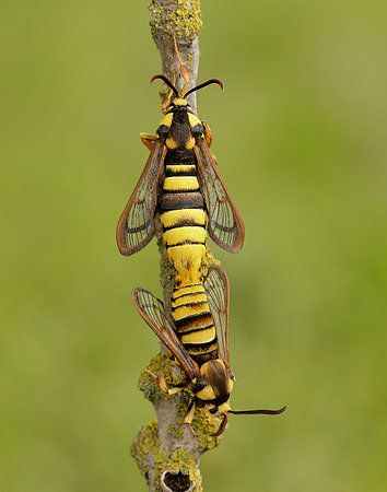 52.002 BF370 Hornet Moth Sesia apiformis