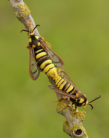 52.002 BF370 Hornet Moth Sesia apiformis