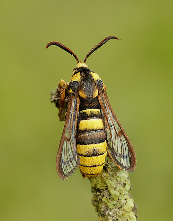 52.002 BF370 Hornet Moth Sesia apiformis