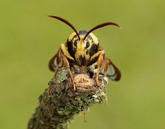52.002 BF370 Hornet Moth Sesia apiformis