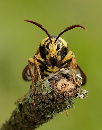 52.002 BF370 Hornet Moth Sesia apiformis