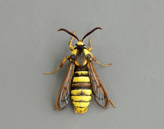 52.002 BF370 Hornet Moth Sesia apiformis
