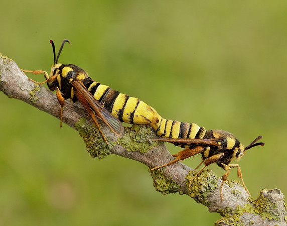 52.002 BF370 Hornet Moth Sesia apiformis