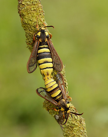 52.002 BF370 Hornet Moth Sesia apiformis