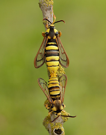 52.002 BF370 Hornet Moth Sesia apiformis