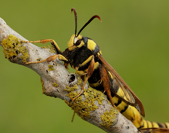 52.002 BF370 Hornet Moth Sesia apiformis