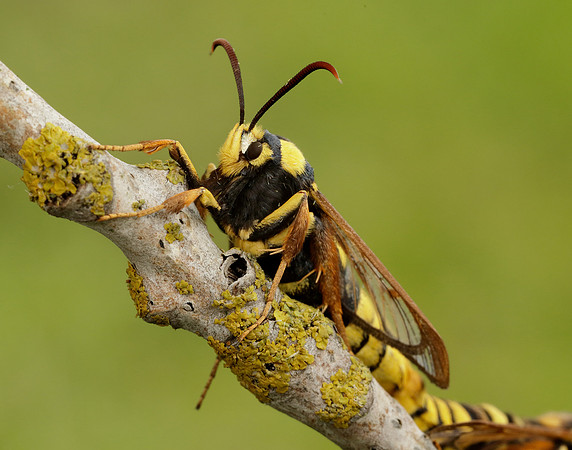 52.002 BF370 Hornet Moth Sesia apiformis