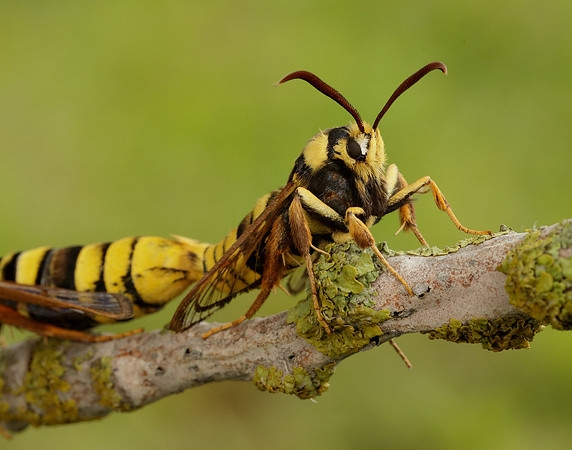 52.002 BF370 Hornet Moth Sesia apiformis