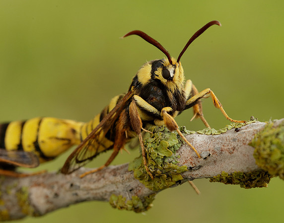 52.002 BF370 Hornet Moth Sesia apiformis
