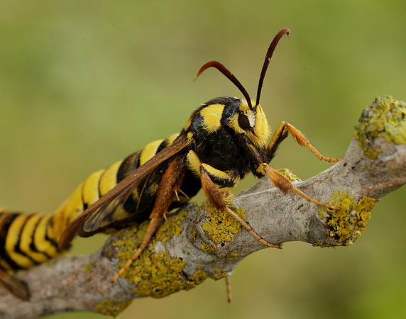 52.002 BF370 Hornet Moth Sesia apiformis
