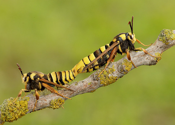 52.002 BF370 Hornet Moth Sesia apiformis