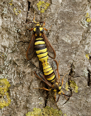 52.002 BF370 Hornet Moth Sesia apiformis