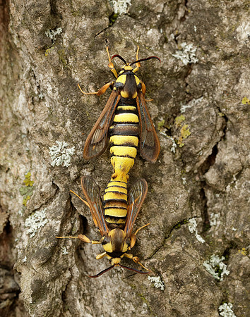 52.002 BF370 Hornet Moth Sesia apiformis