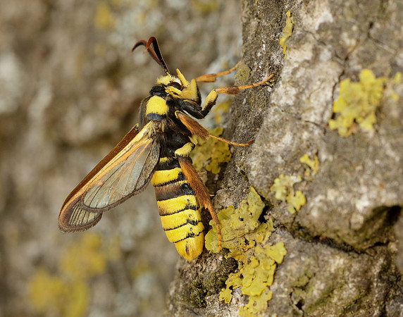 52.002 BF370 Hornet Moth Sesia apiformis