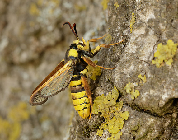 52.002 BF370 Hornet Moth Sesia apiformis