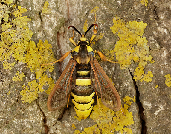 52.002 BF370 Hornet Moth Sesia apiformis