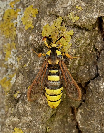 52.002 BF370 Hornet Moth Sesia apiformis