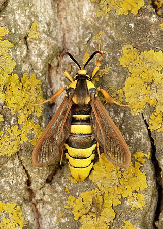 52.002 BF370 Hornet Moth Sesia apiformis