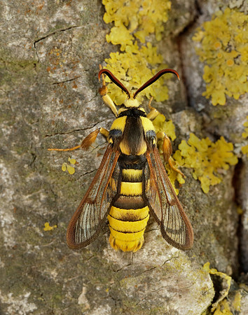 52.002 BF370 Hornet Moth Sesia apiformis