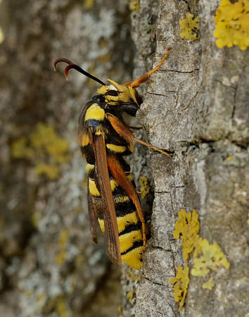 52.002 BF370 Hornet Moth Sesia apiformis