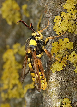 52.002 BF370 Hornet Moth Sesia apiformis
