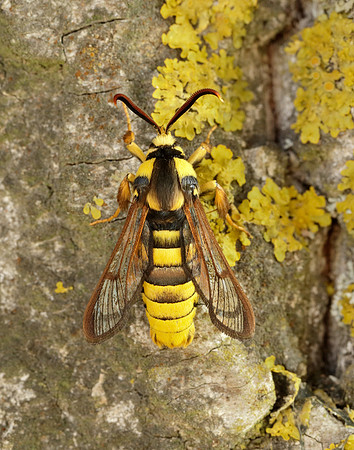 52.002 BF370 Hornet Moth Sesia apiformis