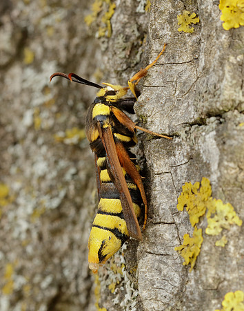 52.002 BF370 Hornet Moth Sesia apiformis