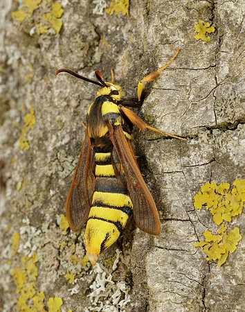 52.002 BF370 Hornet Moth Sesia apiformis