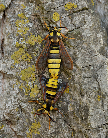 52.002 BF370 Hornet Moth Sesia apiformis