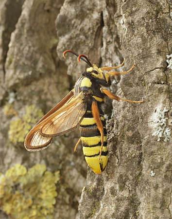 52.002 BF370 Hornet Moth Sesia apiformis