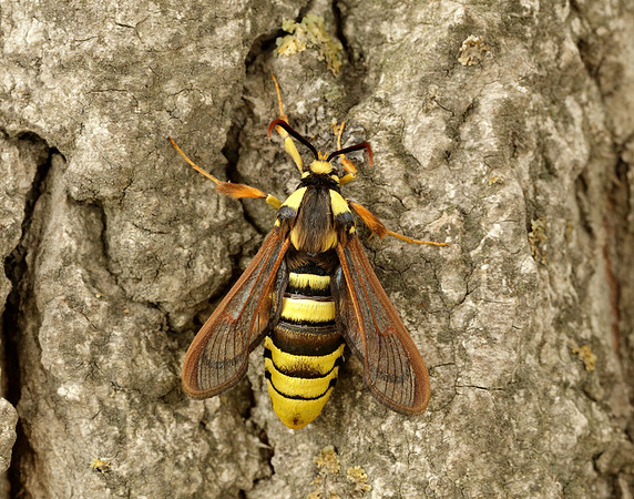 52.002 BF370 Hornet Moth Sesia apiformis