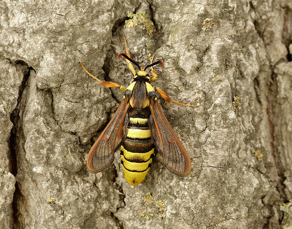 52.002 BF370 Hornet Moth Sesia apiformis
