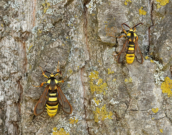 52.002 BF370 Hornet Moth Sesia apiformis