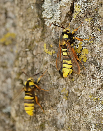 52.002 BF370 Hornet Moth Sesia apiformis