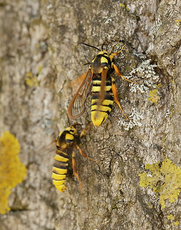 52.002 BF370 Hornet Moth Sesia apiformis