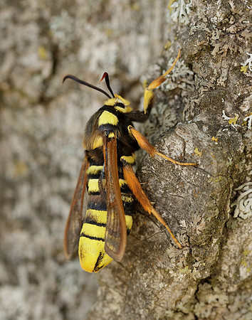 52.002 BF370 Hornet Moth Sesia apiformis